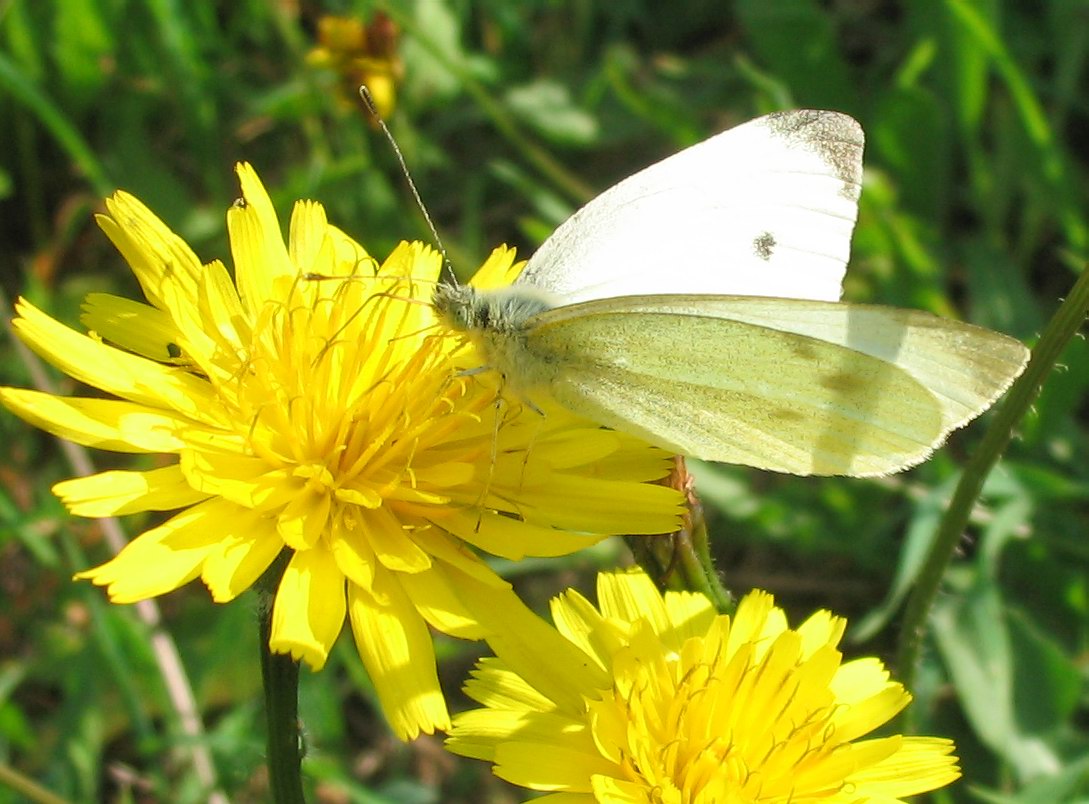 Pieris brassicae o rapae?